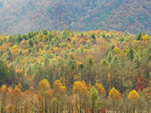 Tennessee Prints: Fall-colored hillside in front of mountains, Great Smoky Mountains National Park, fall