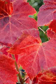 Oregon Wine Prints: Fall-colored Pinot noir red leaves in the Maresh Red Hills vineyard, Yamhill County
