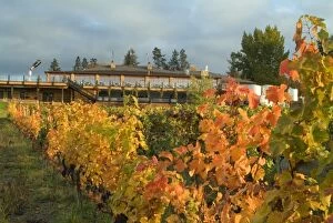 Fall-colored vineyard of Summerhill Pyramid Winery in the Okanagan, BC, Canada