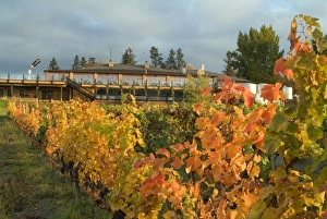 Images Dated 18th October 2005: Fall-colored vineyard of Summerhill Pyramid Winery in the Okanagan, BC, Canada