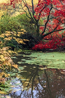 Images Dated 1st November 2012: Fall colors. Arboretum. Seattle. Washington