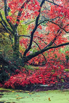 Northwest Prints: Fall colors. Arboretum. Seattle. Washington