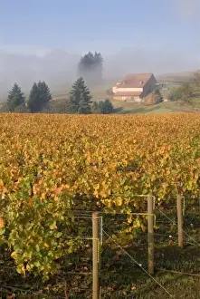 Fall colors blanket the Pinot Noir grapevines that slope up the the fog misted Domaine