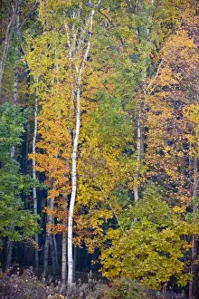 Birch Prints: Fall colors in the forest in the Quabbin Reservoir Reservation in Ware, Massachusetts