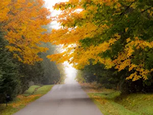 Fall City Prints: Fall colors with golden leaves of bigleaf maple and country lane
