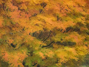 Maple Prints: Fall colors in golden leaves of bigleaf maple with a soft focus look