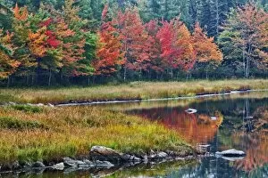 Images Dated 7th October 2005: Fall colors along pond, Mount Desert Island, Maine