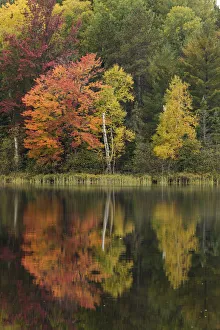Images Dated 4th August 2020: Fall colors along shoreline of Council Lake, Hiawatha National Forest
