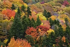 Images Dated 20th October 2006: Fall colors in the southern Appalachian Mountains near Grandfather Mountain, North