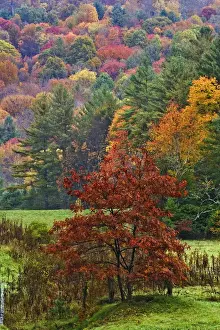 Images Dated 19th October 2006: Fall colors in the southern Appalachian Mountains near Grandfather Mountain, North