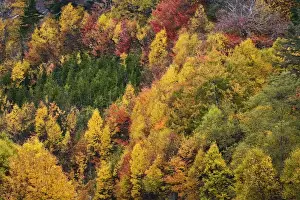 Grandfather Mountain Prints: Fall colors in the southern Appalachian Mountains near Grandfather Mountain, North