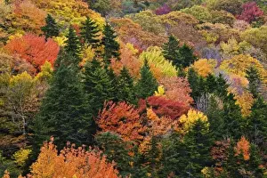 Images Dated 20th October 2006: Fall colors in the southern Appalachian Mountains near Grandfather Mountain, North