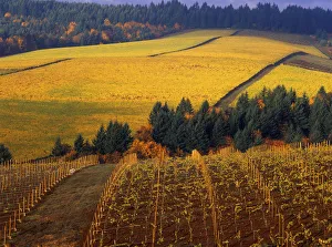 Fall colors in vineyards of the Red Hills above Dundee, Oregon