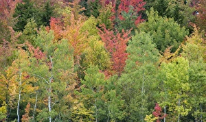 New Hampshire Prints: Fall colors in the White Mountains, New Hampshire