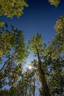 Sanpete County Prints: With Fall coming, an aspen grove slowly goes from green to yellow leaves