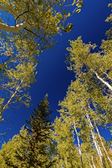 Sanpete County Prints: With Fall coming, an aspen grove slowly goes from green to yellow leaves