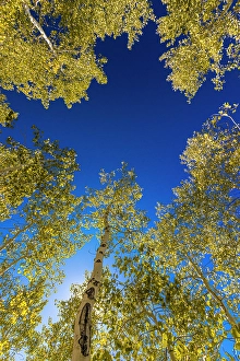 Sanpete County Prints: With Fall coming, an aspen grove slowly goes from green to yellow leaves