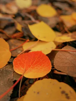 Bishop Prints: Fall, Eastern Sierras, Bishop, California