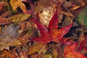 Images Dated 25th June 2019: Fall foliage