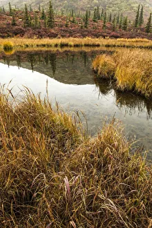 Images Dated 25th August 2020: Fall Foliage, Alaska