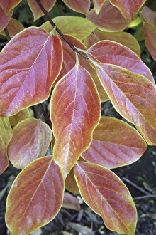 Images Dated 1st November 2013: Fall foliage: the autumn leaves of a California persimmons tree