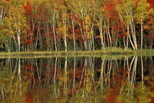 Wetmore Prints: Fall Foliage and Birch Reflections; Hiawatha National Forest, Council Lake; Wetmore