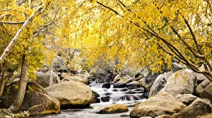 Fall foliage at creek, Eastern Sierra foothills, California, US