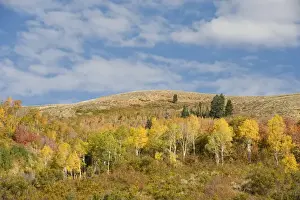Images Dated 2nd October 2008: Fall foliage in East Canyon, Uintah-Wasatch Cache National Forest, near Park City