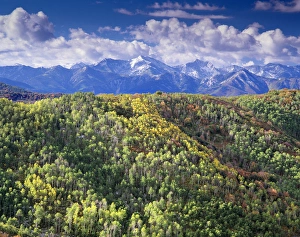 Snowy Prints: Fall Foliage, Golden Aspens, East Canyon with view of Parleys, near Salt Lake City, Utah