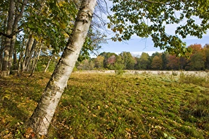 Great Outdoors Prints: Fall foliage and hay field on the Benjamin Farm in Scarborough, Maine