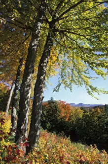 Fall foliage along Kancamagus Highway, White Mountain National Forest, New Hampshire