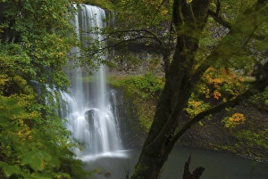Images Dated 29th January 2013: Fall Foliage, Lower South Falls, Silver Falls State Park, Oregon