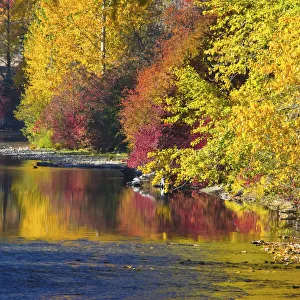 Multicolor Prints: Fall foliage, Nason Creek, Wenatchee National Forest, Washington State, USA