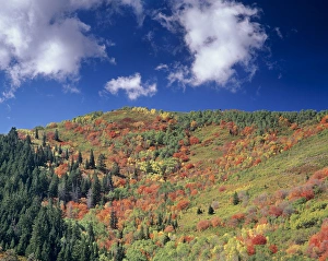 Fall foliage near Kimball Junction and winter sports park, Park City, Utah