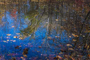 Images Dated 25th June 2019: Fall foliage reflection in lake water
