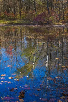 Images Dated 25th June 2019: Fall foliage reflection in lake water