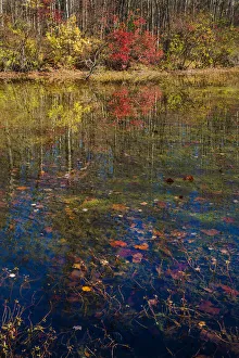 Images Dated 17th July 2016: Fall foliage reflection in lake water
