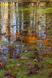 Images Dated 2nd July 2018: Fall foliage reflection in lake water