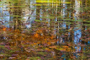 Images Dated 2nd July 2018: Fall foliage reflection in lake water