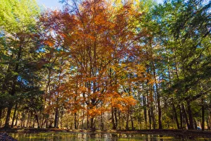 Images Dated 25th June 2019: Fall foliage reflection in lake water