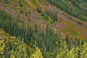 Images Dated 13th October 2018: Fall foliage, Stevens Pass Area, Washington State, USA