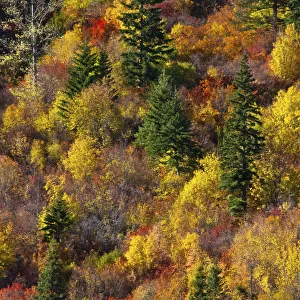 Multicolor Prints: Fall foliage, Stevens Pass Area, Washington State, USA