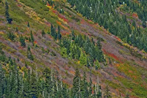 Images Dated 13th October 2018: Fall foliage, Stevens Pass Area, Washington State, USA