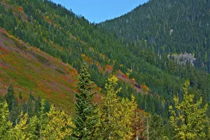 Landscape Prints: Fall foliage, Stevens Pass, Wenatchee National Forest, Washington State, USA