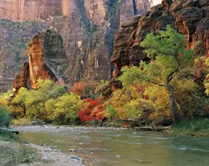Gateway Prints: Fall foliage along Virgin River near gateway to Narrows Trail, Zion National Park, Utah