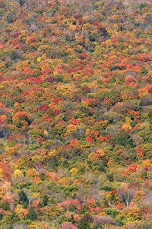 Images Dated 7th October 2008: Fall foliage in the White Mountain National Forest, Grafton County, New Hampshire, USA