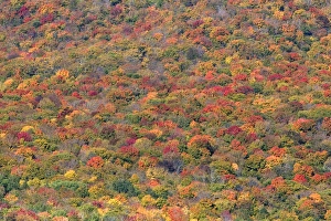 White Mountain Prints: Fall foliage in the White Mountain National Forest, Grafton County, New Hampshire, USA