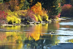 Fall foliage, White River Area, Wenatchee National Forest, Washington State, USA