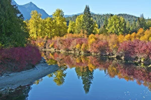 Fall foliage, White River Area, Wenatchee National Forest, Washington State, USA