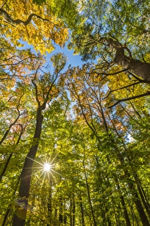 Massachusetts Prints: Fall in a forest in Amesbury, Massachusetts